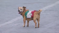 Ecco Briciola, il cane dei Carabinieri sfila per il suo ultimo 2 giugno "in servizio"