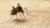 Virus West Nile, ora un primo caso a Trento, un altro nel Biellese. 16 vittime in Italia