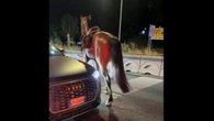 Cavalli della parata del 2 giugno in fuga, spaventati da botti. Quattro feriti di cui 2 gravi