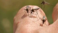 West Nile, una nuova vittima in Lombardia. 20 decessi per il virus da inizio 2025