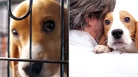 Usa, 1.500 beagle liberati dal centro di ricerca: per i cani inizia il viaggio verso una nuova vita