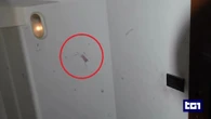 "Mio unico obiettivo è dare contributo alla ricerca della verità", parla la genetista