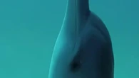 L'AI per studiare il linguaggio dei delfini: Google presenta DolphinGemma