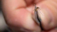 Nuovo allarme per il virus West Nile: sette nuovi casi segnalati tra il 18 e il 24 luglio