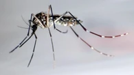 Virus West Nile, primi contagi nel Lazio: un caso accertato ed uno sospetto