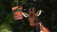 La giraffa boccheggia per il caldo, ghiaccioli al Bioparco di Roma per gli animali 
