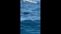  Una foca monaca tra i bagnanti a Conca dei Marini
