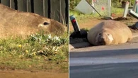 Il gigante della Tasmania: un elefante marino invade la città, Neil è la nuova star dei social