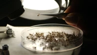 West Nile, salgono a 7 le vittime nel Lazio, primo caso di contagio rilevato a Roma