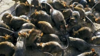 Hantavirus, che cos'è la malattia trasmessa dai topi: come si contrae e quali sono i sintomi
