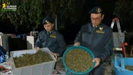 Il capannone sui monti Lattari era un laboratorio per lavorare la cannabis