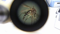Cuba, il rebus della malattia misteriosa e l'allarme"arbovirus"