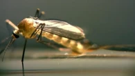 Chikungunya, dopo San Donato un caso di contagio a Como