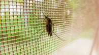 Chikungunya, dal 30 ottobre disponibile  in Italia il primo vaccino ricombinante