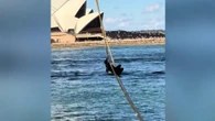 Australia. Cerca di salire su una nave da crociera arrampicandosi sulle cime di ormeggio, arrestato