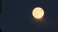 Superluna del Castoro, un aereo vola davanti al disco lunare a Colonia