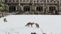 Volpi giocano tra la neve all'Università di Oxford