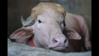 Un bufalo albino "sosia" di Donald Trump diventa virale