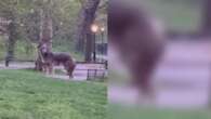 Il runner e il coyote, incontro ravvicinato a Central Park