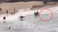 Surfista salvato dall'attacco di uno squalo che l'ha inseguito fino a riva, il video