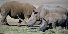 Rhinocéros : comment l’écornage de l’animal permet-il de réduire le braconnage ?