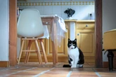 Typhus du chat : le nombre de cas augmente en Île-de-France, comment protéger son animal ?