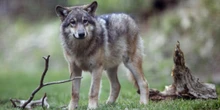 « L’UE abandonne le loup à son triste sort » : l’animal reste une « espèce protégée », mais moins qu’avant