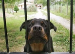 Mordu au visage et au cou, un enfant de 9 ans tué par le rottweiler de la famille