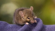 Ngeri, Wanita Terbangun karena Seekor Tikus Gerogoti Bola Matanya