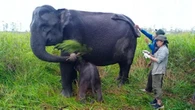 Anak Gajah Sumatra Lahir di Suaka Margasatwa Padang Sugihan