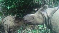 Terancam Punah, 2 Anak Badak Jawa Langka Terlihat di Taman Nasional Ujung Kulon