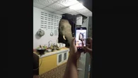Seekor Gajah di Thailand Jebol Dapur Warga, Lahap Satu Karung Beras