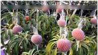 Tak Sadar Tanam Mangga Sultan, Petani India Kewalahan Jaga Kebun dari Maling