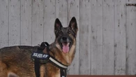 Pria Ini Iseng Sebut Kokain Di Dekat Anjing Polisi, Reaksinya Bikin Ngakak