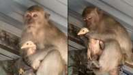 Kocak! Demi Dapat Makanan, Monyet Ini Tega Sandera Ayam Milik Warga