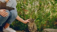 4 Manfaat yang Kamu Dapatkan Setelah Memelihara Kucing