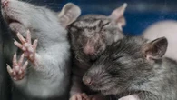 Kontroversial! Disebut Frankenscience, Tikus Jantan Bisa Melahirkan