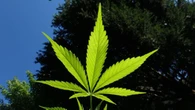 Australia Bakal Bangun Kebun Ganja Terbesar, Hasilkan 500 Ton Setahun!