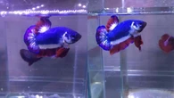 Ikan Cupang Termahal Mencapai Puluhan Juta
