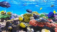 Wow! Australia Bersiap Bangun Taman Laut Seluas Pulau Kalimantan
