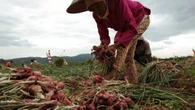 Cara Menanam Bawang Merah di Polybag, Mudah dan Cepat Panen