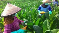 Bakal Jadi Beban Petani Jadi Alasan Kementan Tolak Usulan Revisi PP 109
