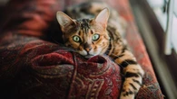 Diyakini Telah Dikremasi, Kucing Ini Malah Pulang ke Rumah