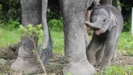 Gemas! Seekor Gajah Terobos Dapur, Mencuri Beras