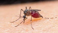 Virus Jamestown Canyon dari Nyamuk Terdeteksi di New Jersey, Apa Itu?