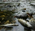 Des « milliers de poissons morts » dans le Haut-Rhin, la Région porte plainte pour pollution