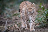 Au Danemark, un zoo fait appel au public pour nourrir ses fauves avec des animaux de compagnie