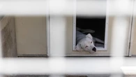 Face à l’abandon de 200 000 chiens et chats chaque année, le gouvernement lance une campagne