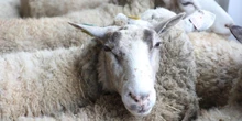 Des « moutons découpés encore vivants » : L214 porte plainte contre un abattoir de la Loire