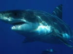 Un enfant de 7 ans gravement mordu au bras et à la jambe par un requin en Polynésie française
